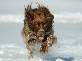 Der perfekte Rückruf  Endlich zuverlässig Kommen