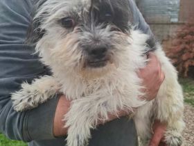 Tom & Jerry - zwei kleine, verlassene Brüder