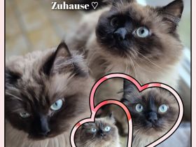 Milo & Balu Ragdoll Kater suchen ein Zuhause ❤️