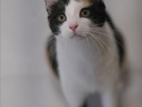 Leslie und Lichi, FIV positiv