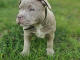 American Bully (Pocket)
