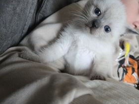 Siam kitten Siambabys siamkitten