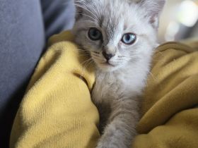 Siam kitten Siambabys siamkitten