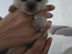 Siam kitten Siambabys