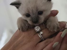 Siam kitten Siambabys