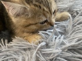 ❤️Zwei Tieger Kitten suchen neues Zuhause ❤️