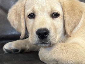 reinrassiger Labradorwelpe Rüde VDH Spitzenverpaarung