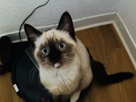 Drei liebevolle Ragdoll Kätzchen bereit für ein neues Zuhause