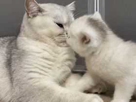 Britisch Kurzhaar Silver Saded (BKH) Kitten