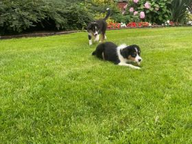 Australian Sheperd Welpen zu verkaufen
