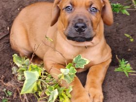 Wunderschöne Welpen aus Top  Verpaarung