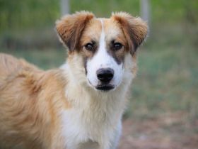 Liebevolles zu Hause für Jackson gesucht