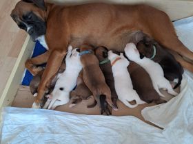 Reinrassige Boxerwelpen aus liebevoller Hobbyzucht-abzugeben ab Ende Juli