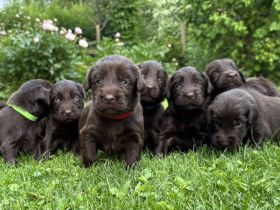 Flat. Coated Retriever Welpen- Golden Retriever