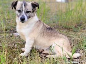 Chica, Gnadenplatz gesucht, zu Menschen lieb, möchte Einzelprinzessin sein