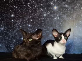 Reinrassige OKH/SIA Orientalisch Kurzhaar Kitten Ebony, Bicolor & Foreign White