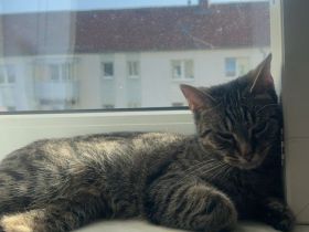 Katze Nala abzugeben