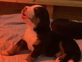 Großer Schweizer Sennenhund Welpen