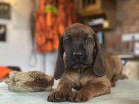 Bayerischer Gebirgsschweisshund Welpe Rüde Jagd BGS