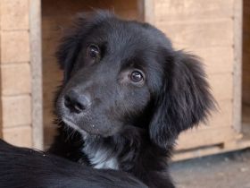 Jungspund Simon auf der Suche nach seinem Glück