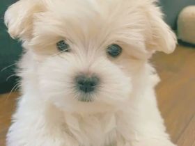 Reinrassige malteser mädchen welpe