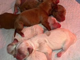 Maltipoo Welpen verschiedenfarbig