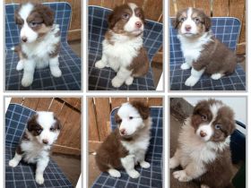 Reinrassige Australian Shepherd Welpen