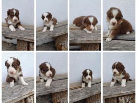 Reinrassige Australian Shepherd Welpen
