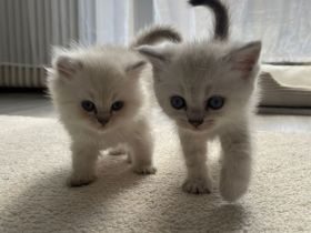 Wunderschöne BLH Kitten suchen für Ende Juni ein zu Hause