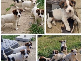 Jack Russell Terrier Welpen
