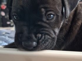 Cane Corso mix