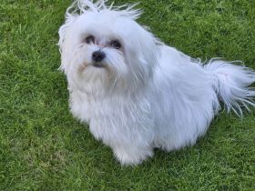 Mini malteser Deckrüde