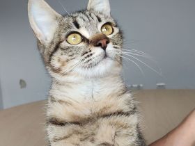 Die gutmütige Campana wartet auf ein liebevolles Zuhause