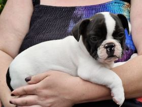 Hübsche gesunde Französische Bullywelpen