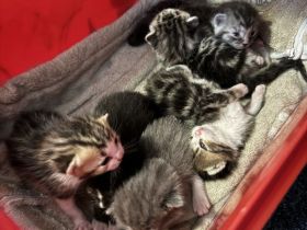 Britische Kurz Haar Baby Katze zu verkaufen