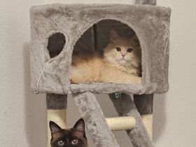 2 Kater (Simba und Gismo) in liebevolle Hände abzugeben