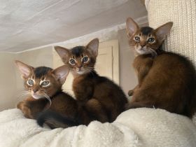 Traumhaft schönes Katerchen