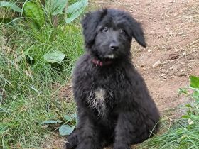 Doodle Welpen, Abgabebereit