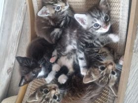 Maine Coon Kitten Mix