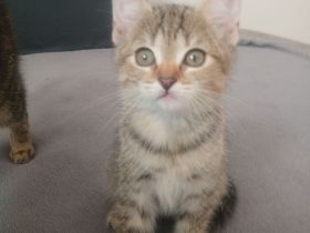 ZWEI BABY KATZEN SUCHEN AB DEM 18.06 NEUES ZUHAUSE