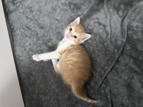 EKH Kitten (männlich) im Juli abgabebereit