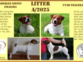 Jack Russell Terrier mit FCI Papiere