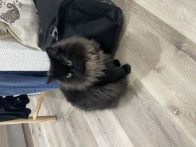 Ragdollkater schwarz