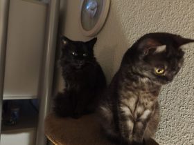 BKH Maine coon kitten