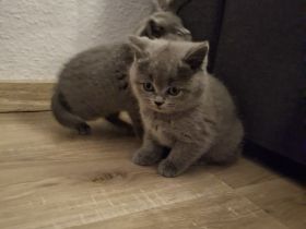 BKH Chartreux Kitten