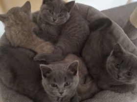 BKH Chartreux Kitten