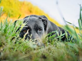 Shiva - liebevolles Zuhause gesucht