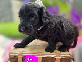 Mini Labradoodle Welpen