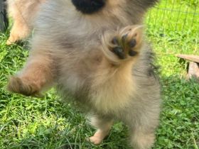 Zwergspitz Pomeranian Welpen