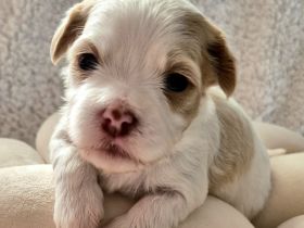 Havaneser Welpen in wunderschöne Farben mit Ahnentafel!